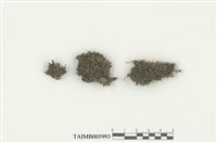 藏品(管口蘚屬)的圖片